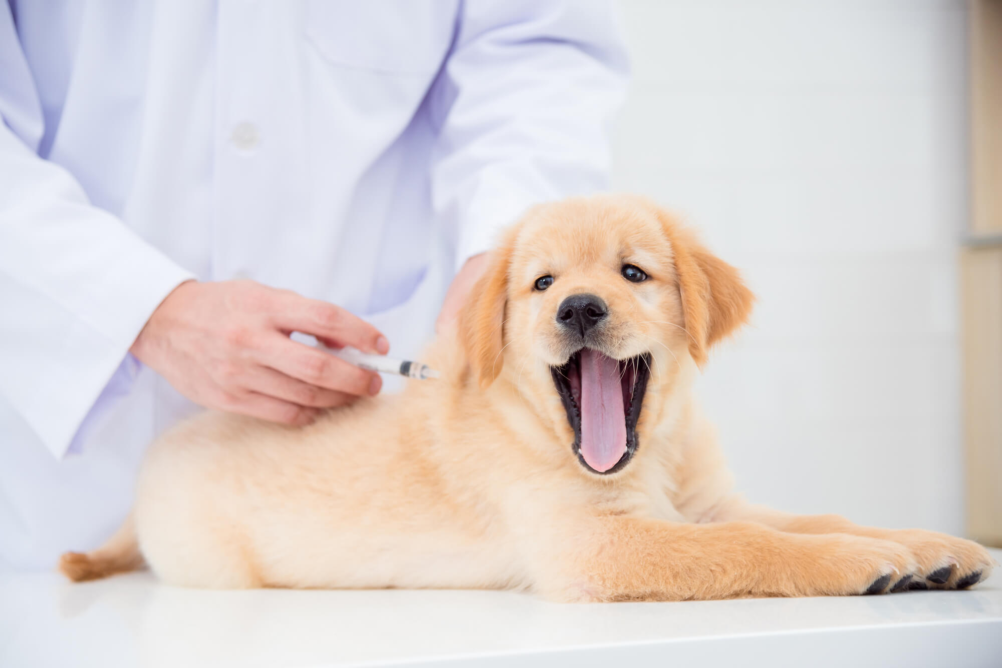 アレルギーが疑われる犬の検査法